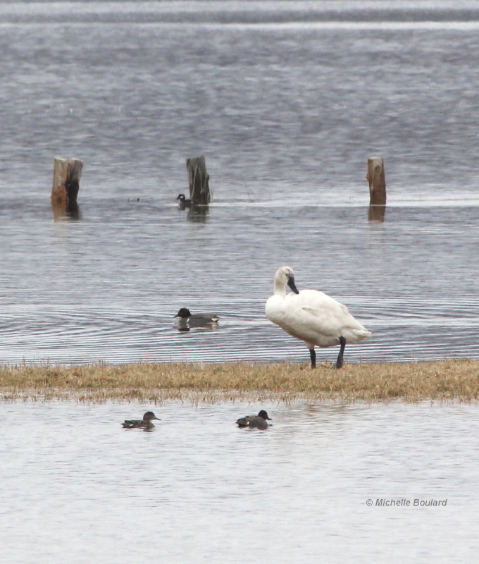 IMG 1605Cygne siffleur0001.jpg