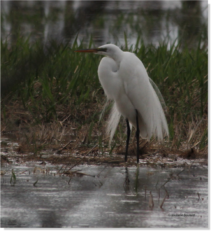 IMG_2076 Gr.Aigrette0001.jpg