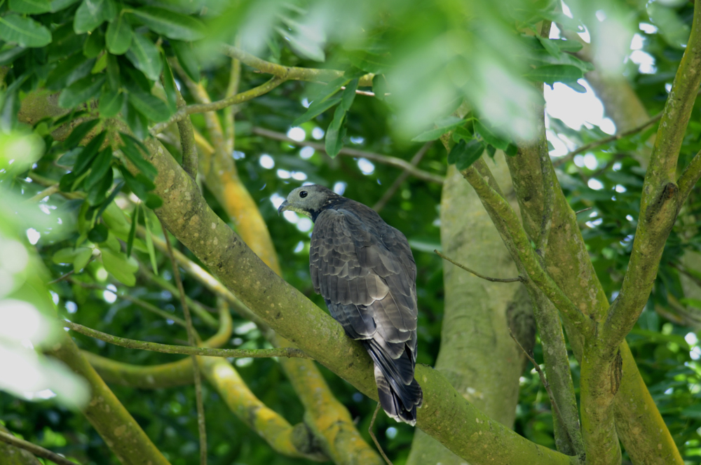 Buzzard, Oriental Honey