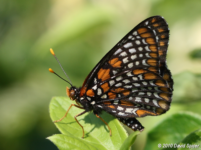 Baltimore Checkerspot
