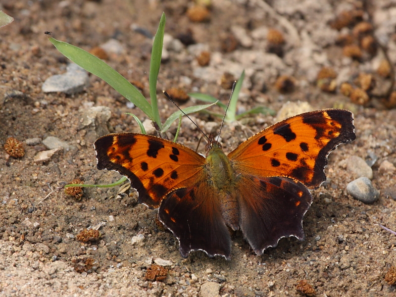 Eastern Comma