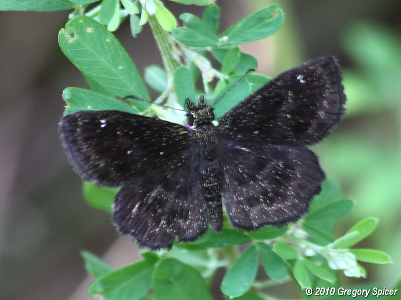 Hayhursts Scallopwing