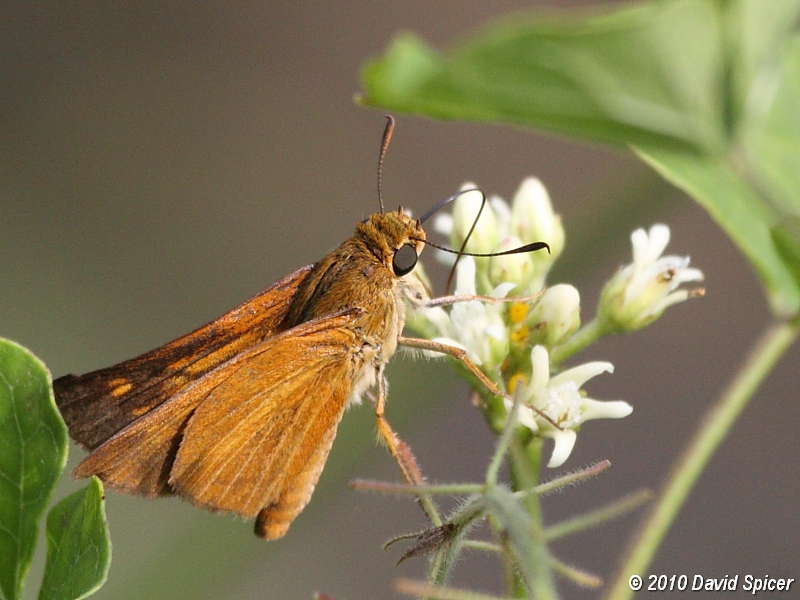 Dion Skipper