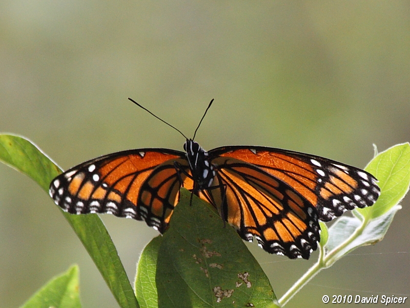 Viceroy
