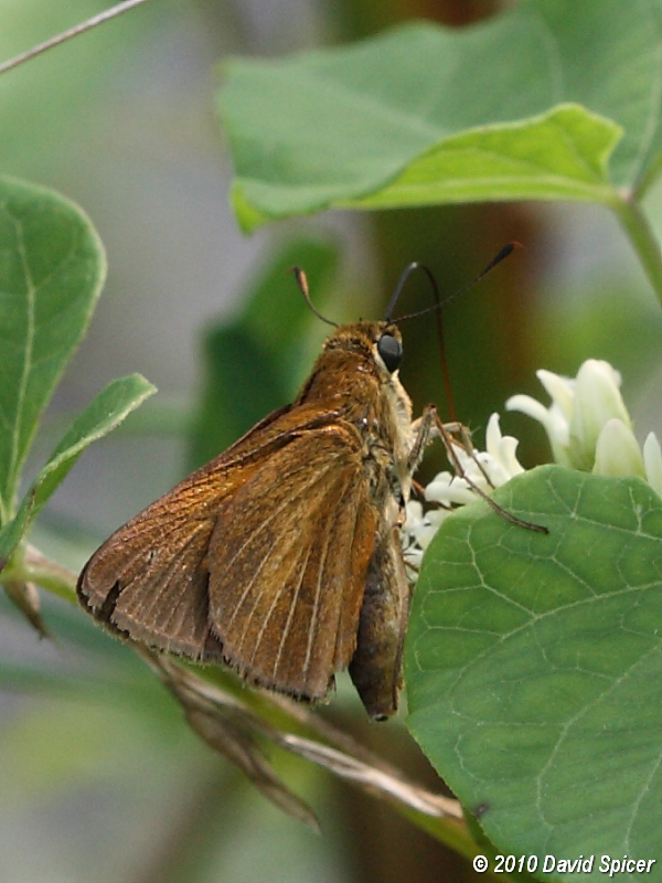 Dion Skipper