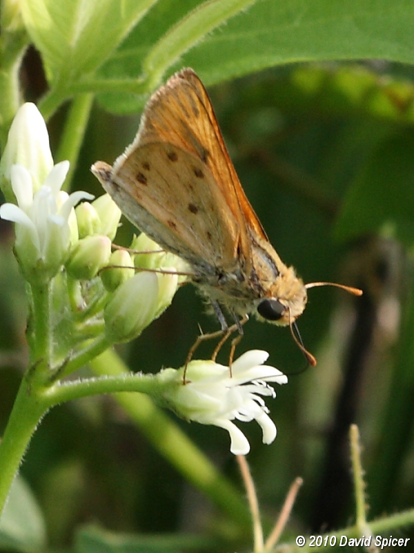 Fiery Skipper