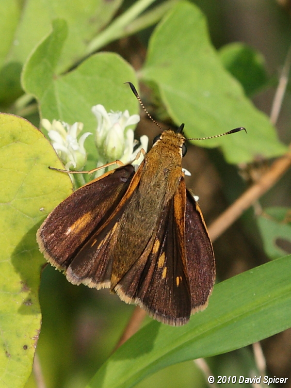 Dion Skipper