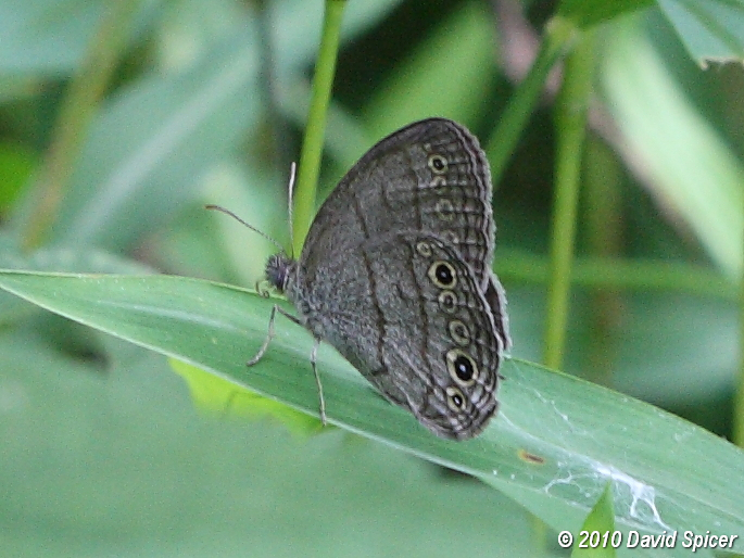 Carolina Satyr