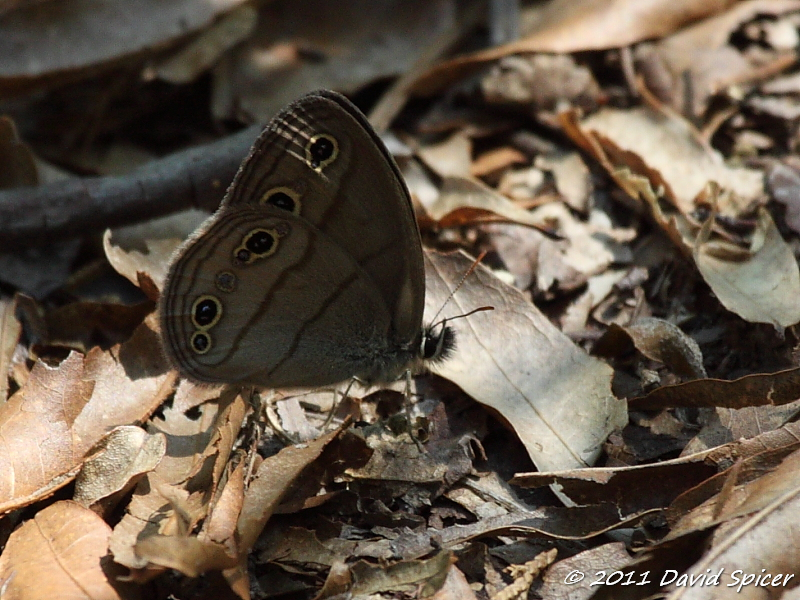 Carolina Satyr