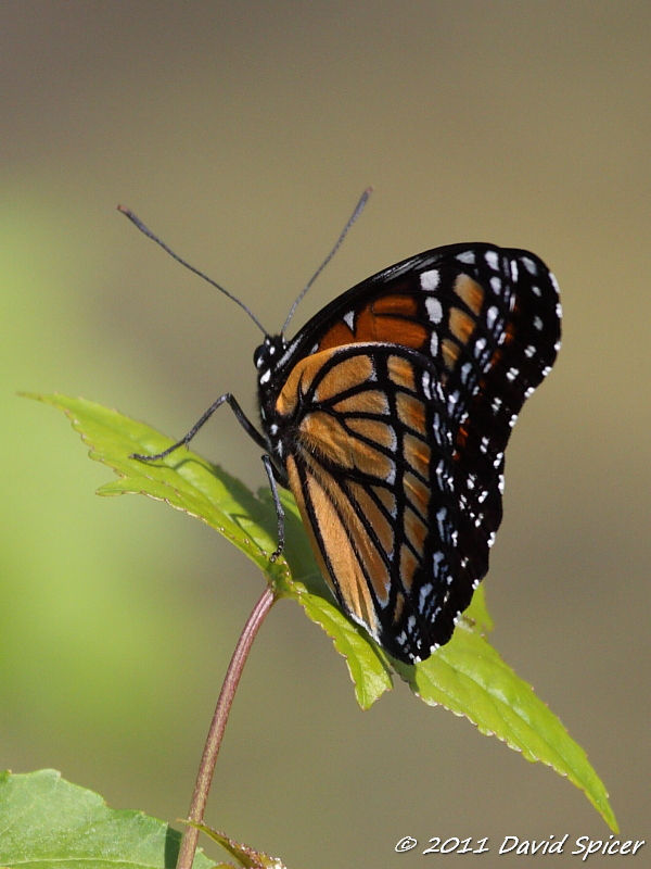 Viceroy