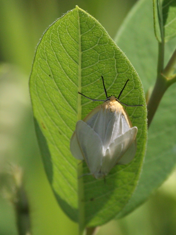 Delicate Cycnias