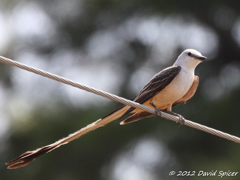 Scissor-tailed Flycatcher