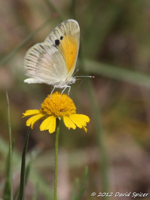 Dainty Sulphur