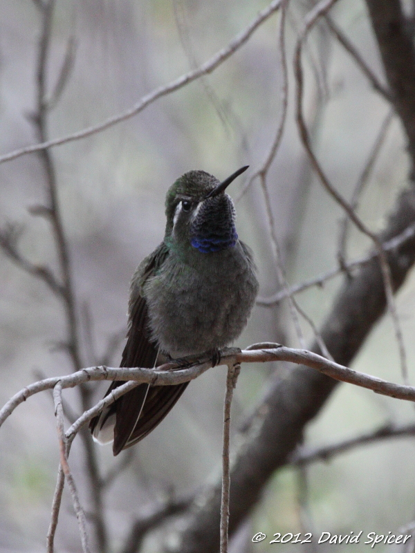 Blue-throated Hummingbird