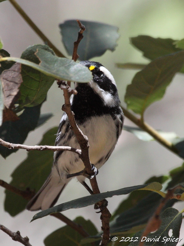 Black-throated Gray Warbler
