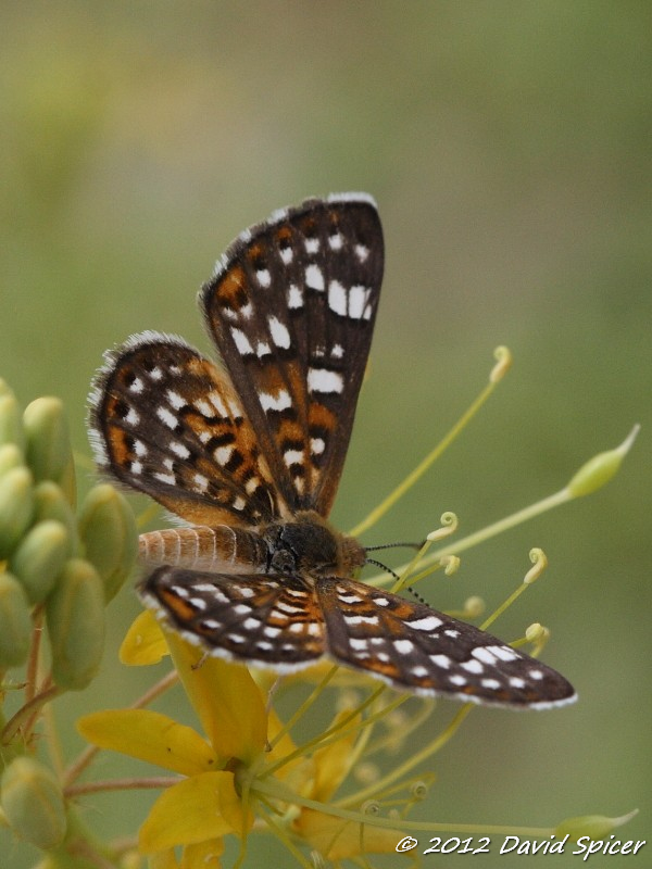  Palmers Metalmark 