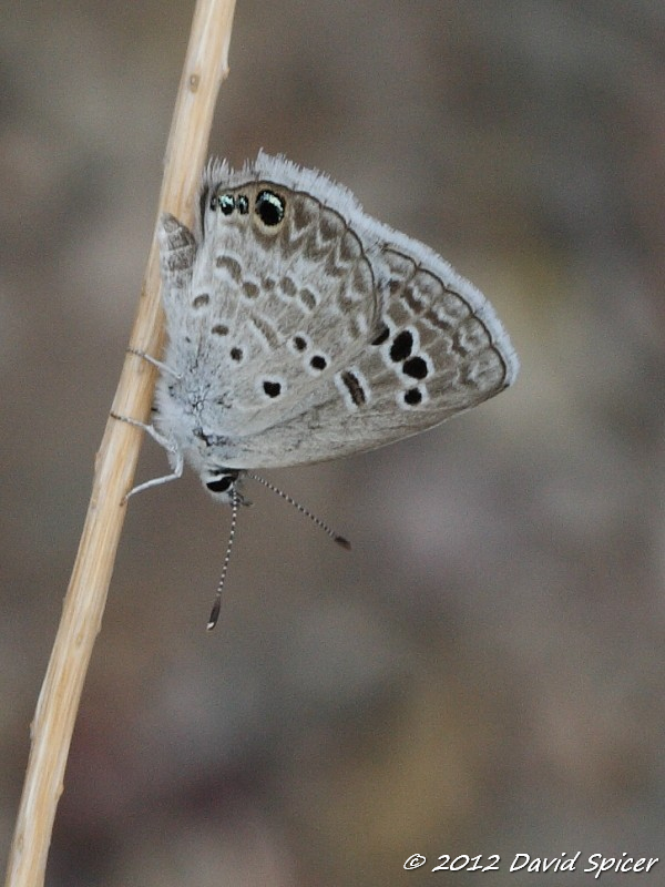 Reakirts Blue