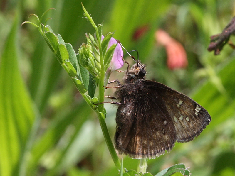 Juvenals Duskywing