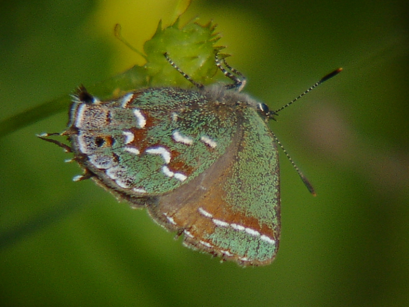 Juniper Hairstreak
