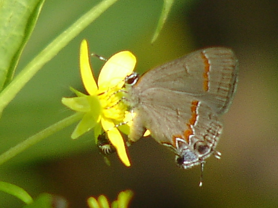 Red-banded Hairstreak