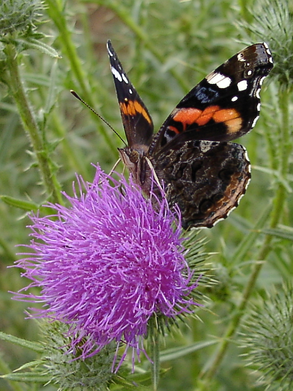 Red Admiral