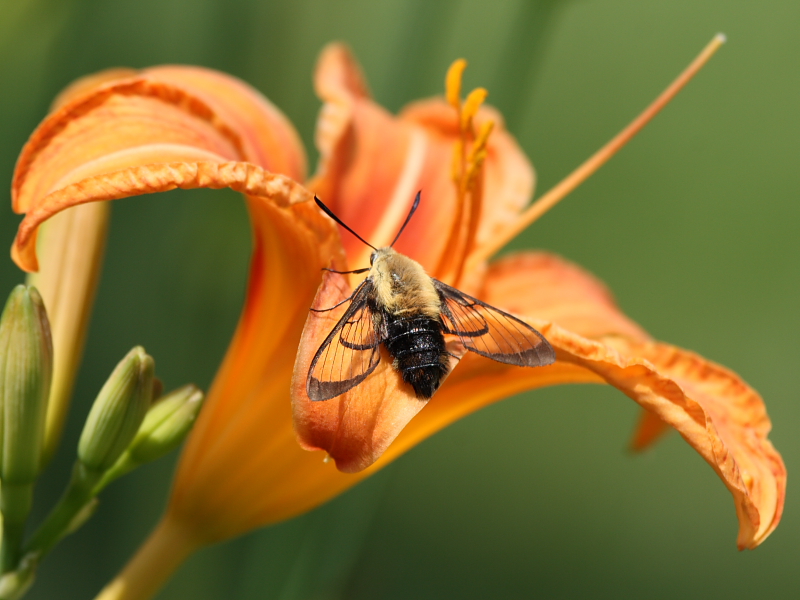 Snowberry Clearwing