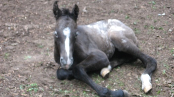 Dancers Filly 6 0091.jpg