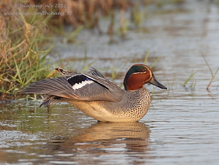 Common Teal/ Green-winged Teal (Anas crecca)
