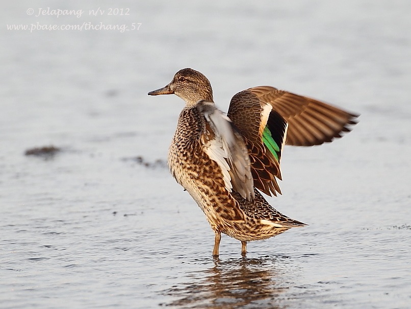 Common Teal/ Green-winged Teal (Anas crecca)  