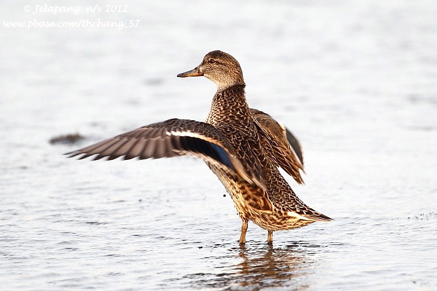 Common Teal/ Green-winged Teal (Anas crecca)  
