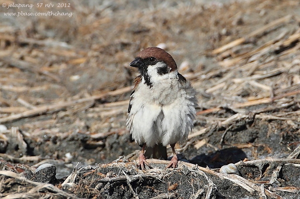 Eurasian Tree Sparrow (Passer montanus)