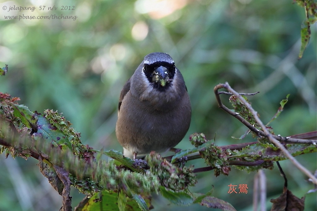Grey-headed Bmllfinch (Pyrrhula erythaca)