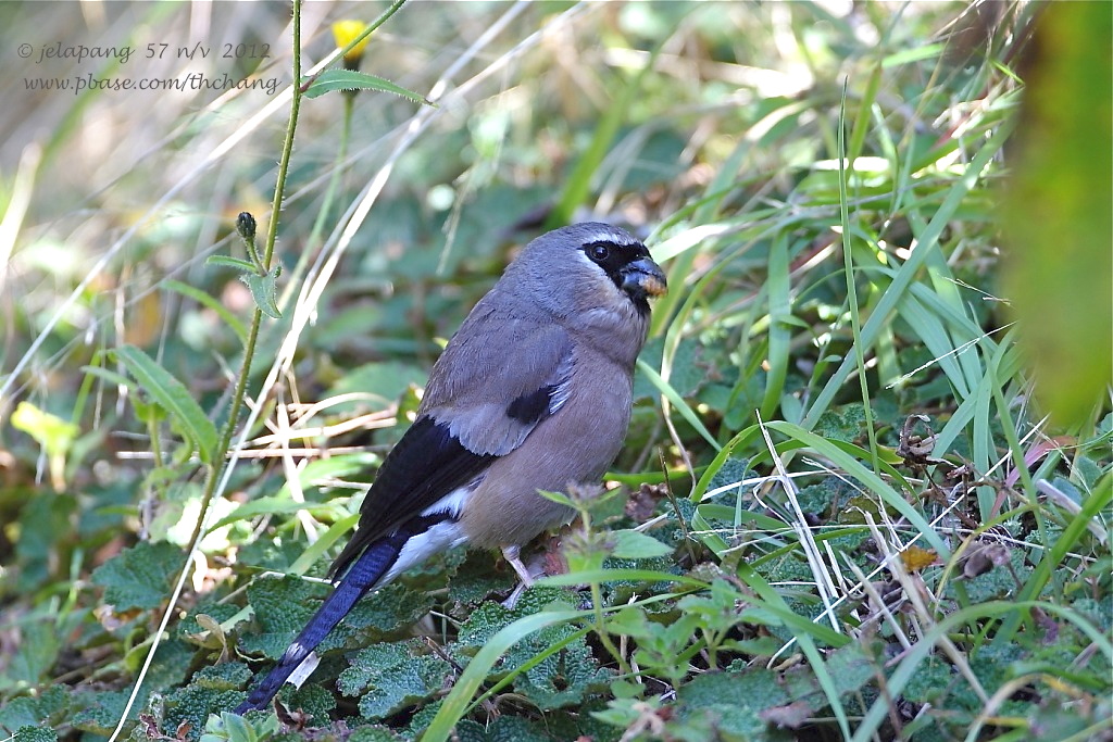 Grey-headed Bullfinch (Pyrrhula erythaca)