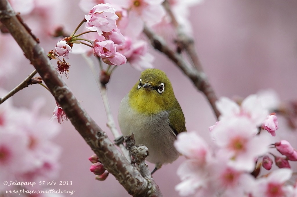Lowland White-eye (Zosterops meyeni)