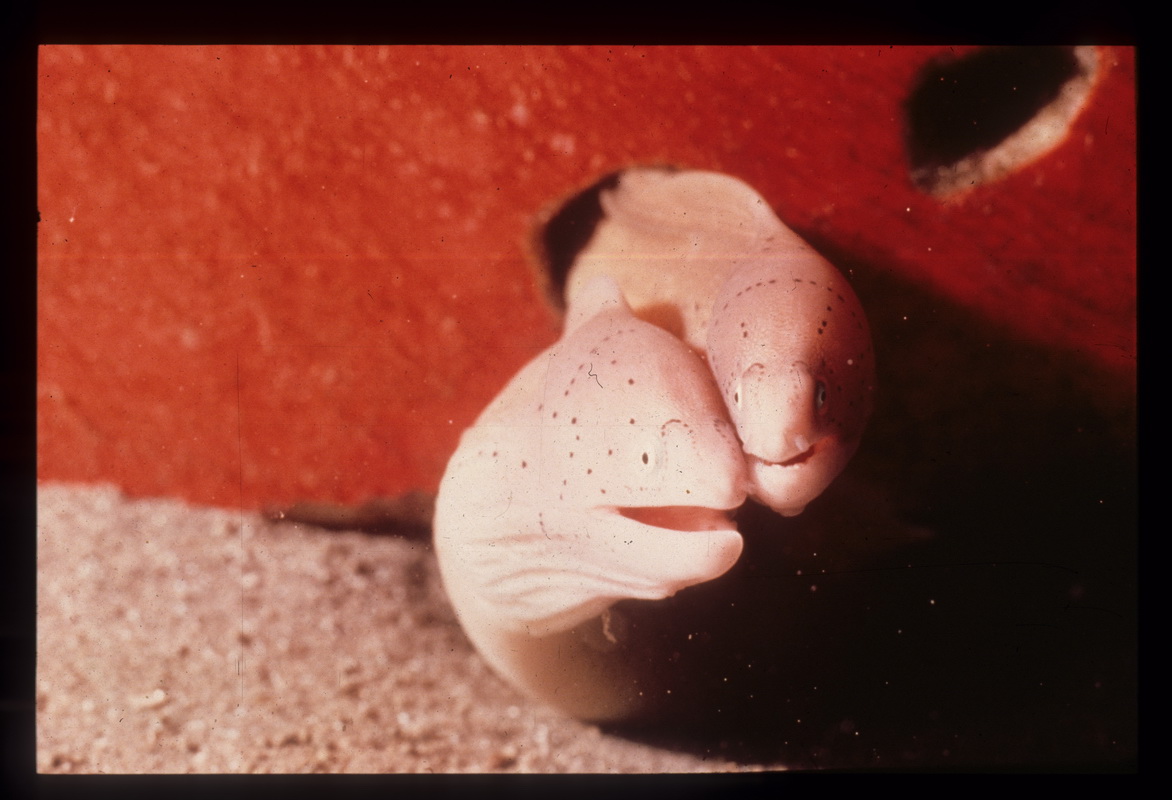 Cover shot by David of Red Sea Story
