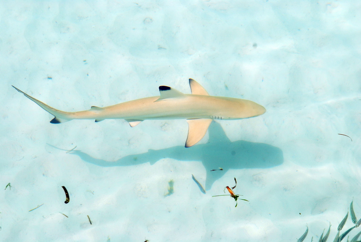 DSC_0034_resize.JPG