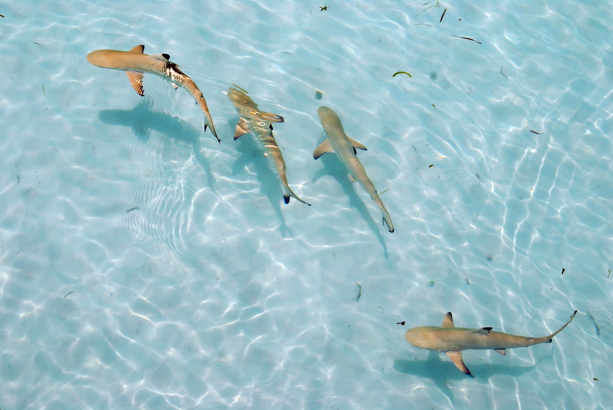 DSC_0036_resize.JPG