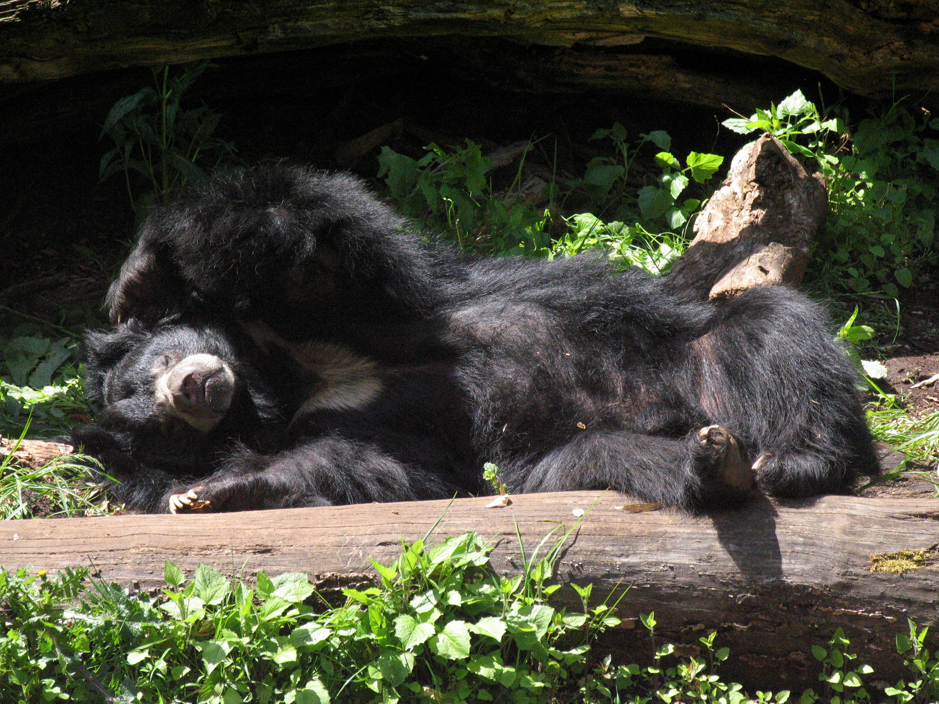 Sloth bears carry their young on their backs