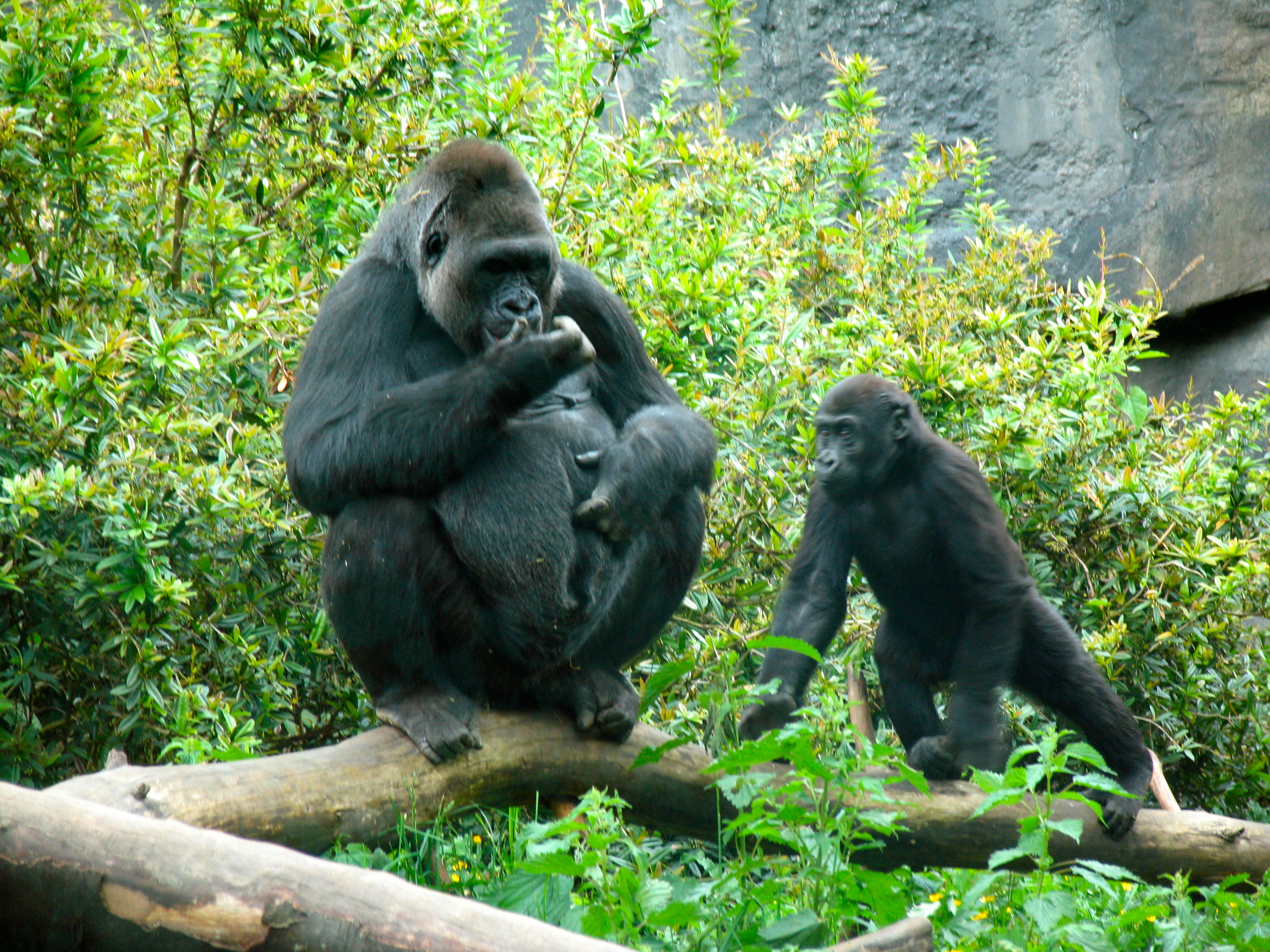 Gorilla are the largest of the primates