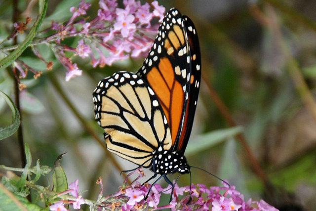 Monarch
