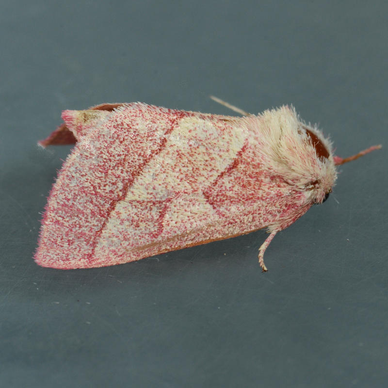 8022 Pink Prominent  - Hyparpax aurora