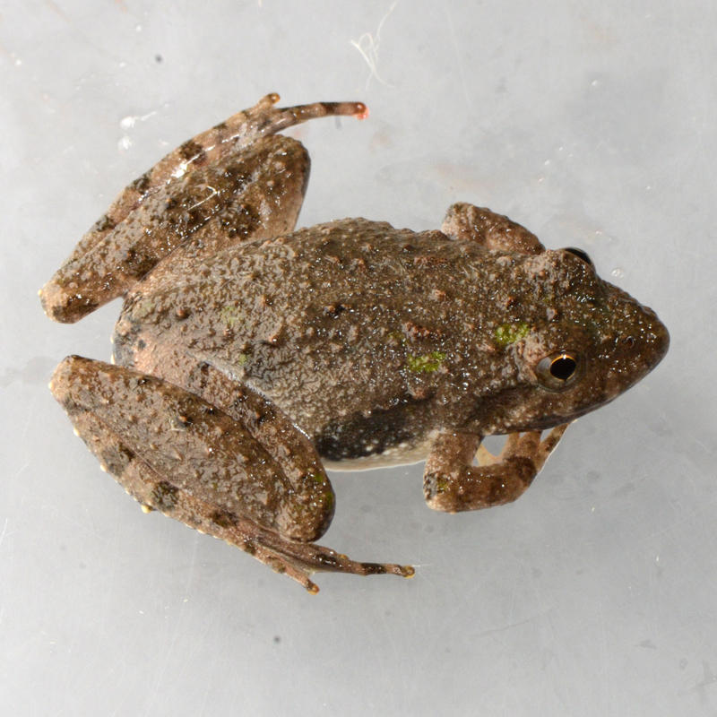 Unidentified Frog