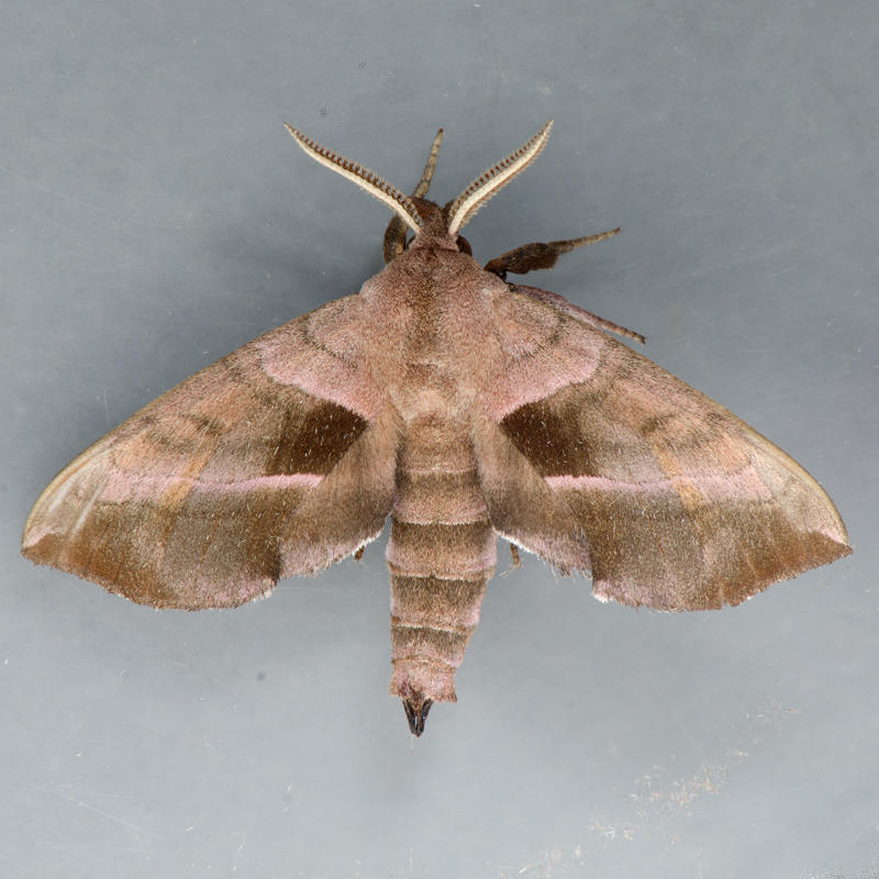7827 Walnut Sphinx - Amorpha juglandis