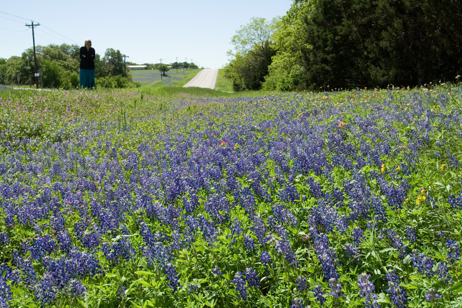 bluebonnets in Texas