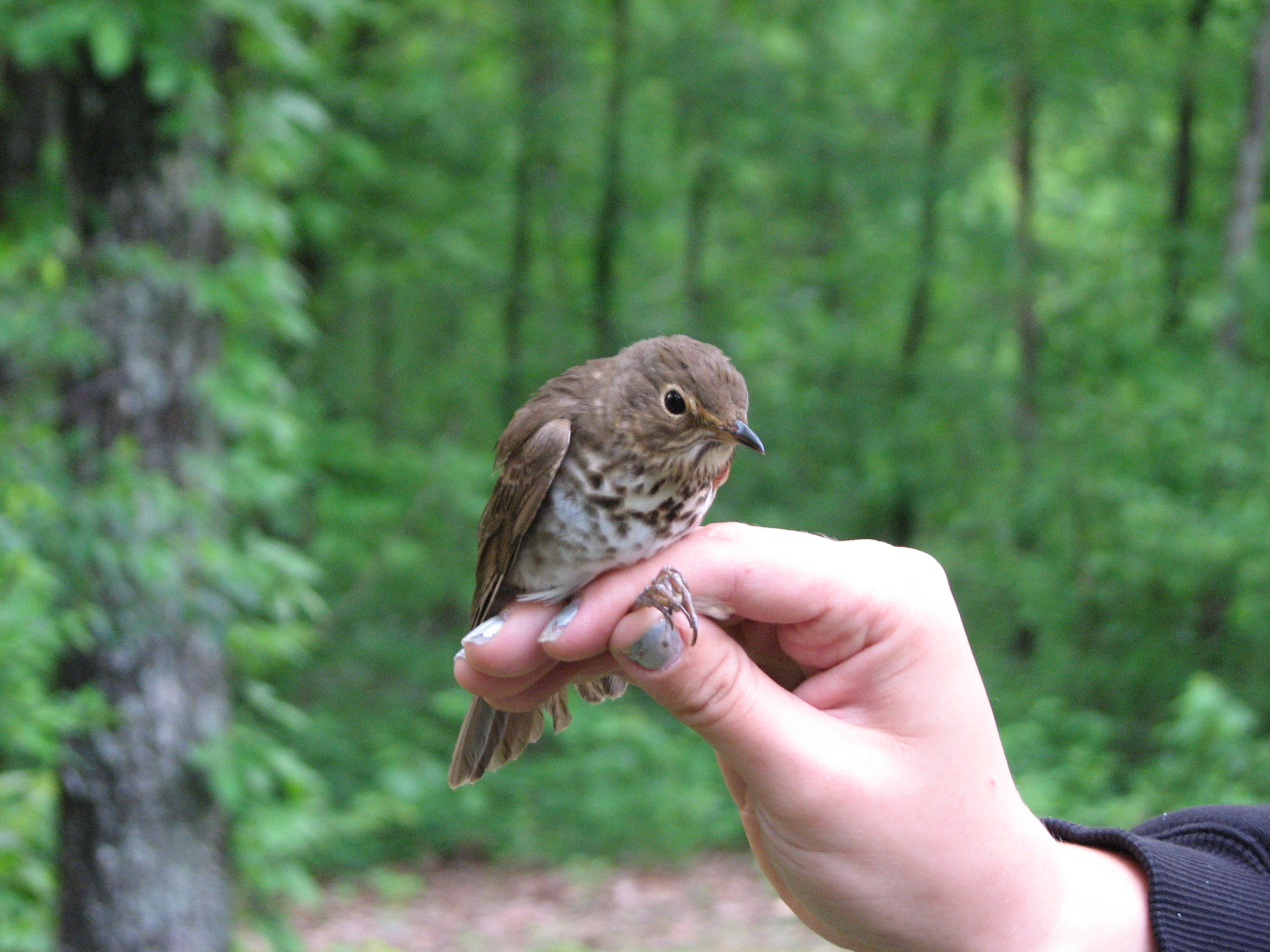 Swainsons Thrush