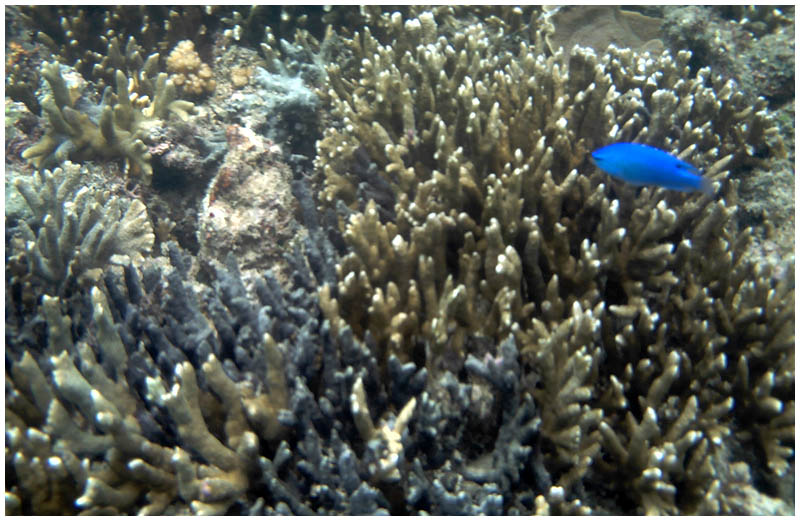 Biak Snorkelling