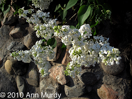 White lilac