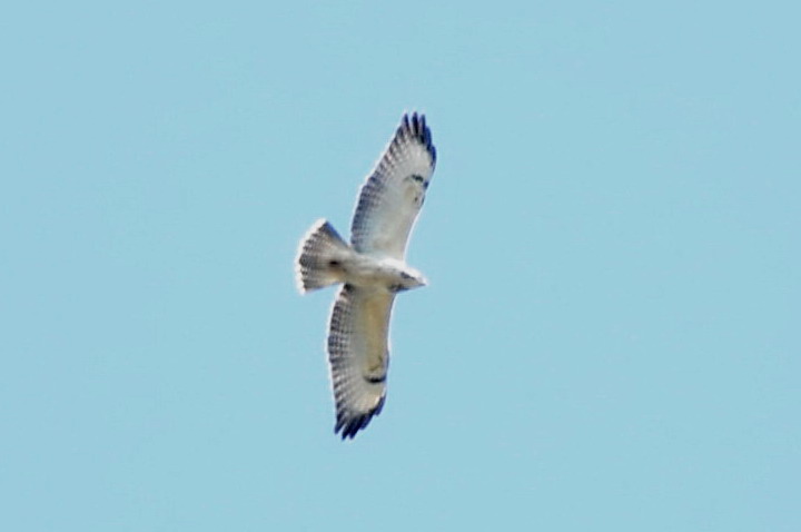 brringevrk (Pale common buzzard)