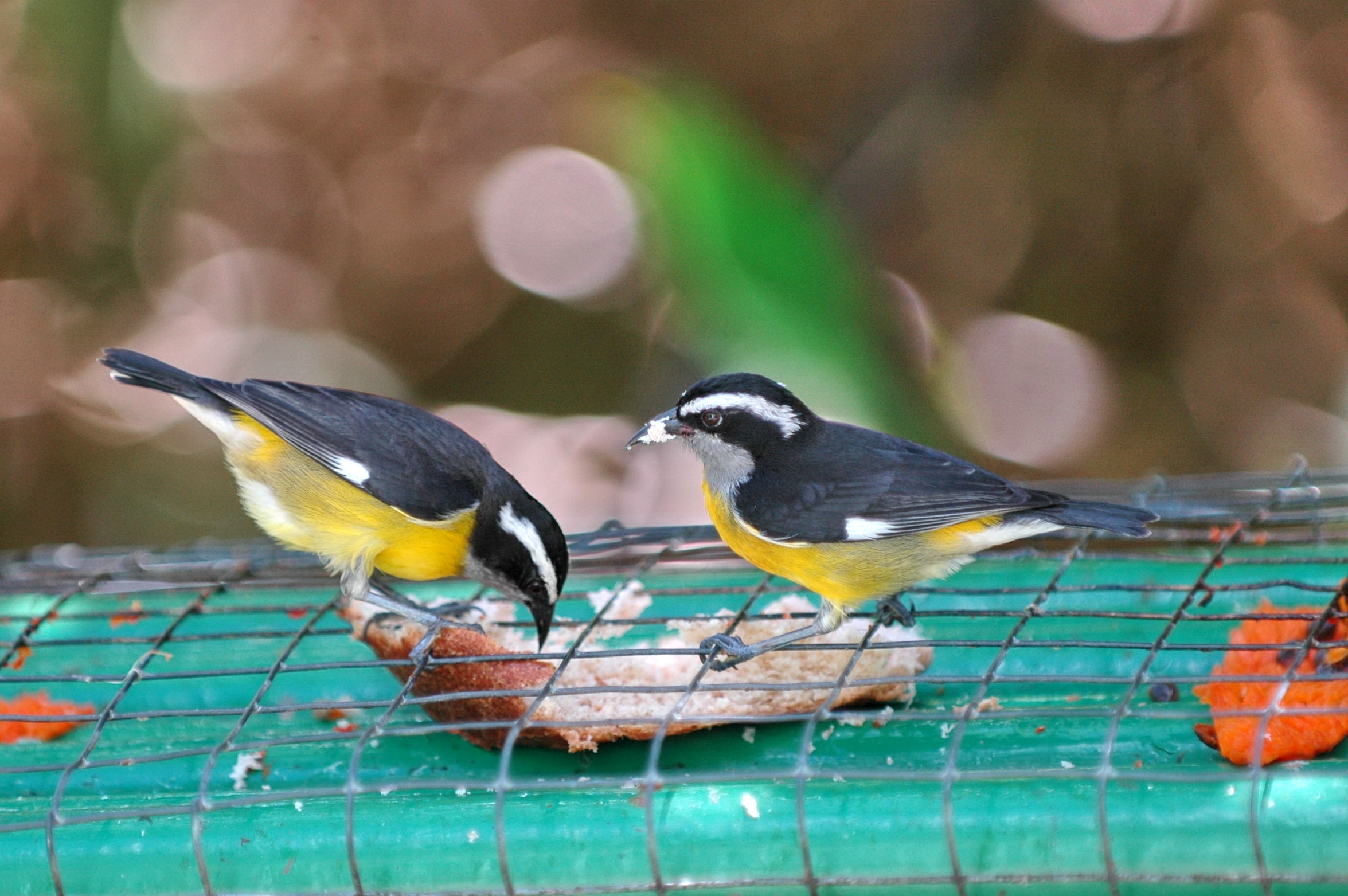 Bananaquit