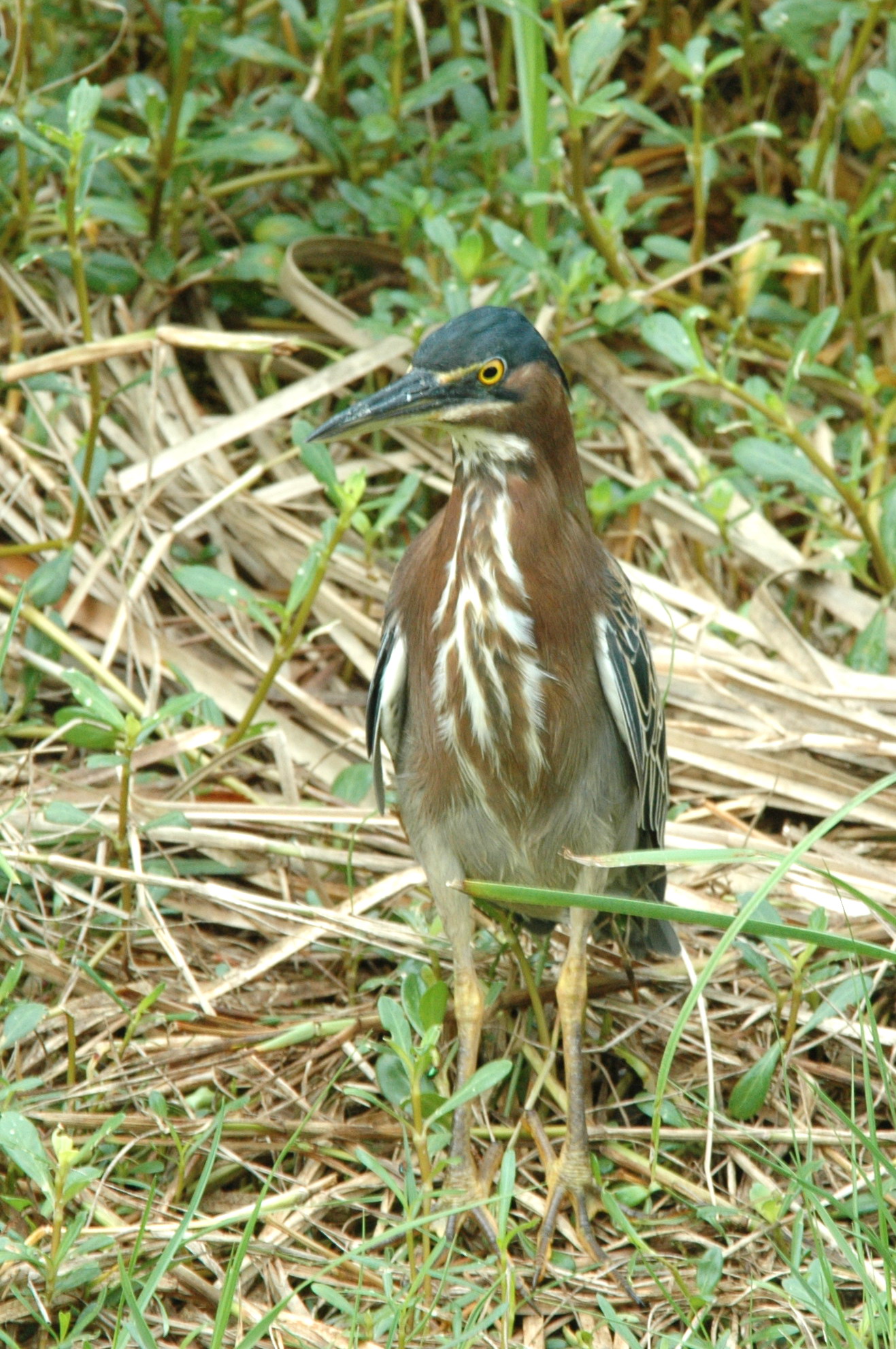 Green heron